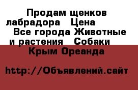 Продам щенков лабрадора › Цена ­ 20 000 - Все города Животные и растения » Собаки   . Крым,Ореанда